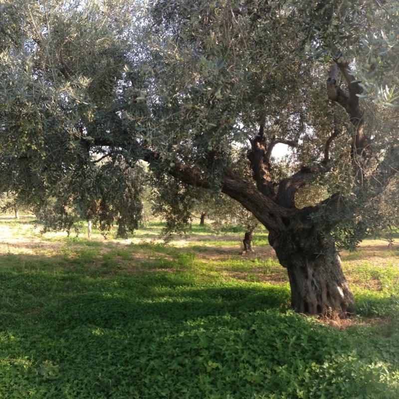 MANAKI OLIVA PELOPONESSE