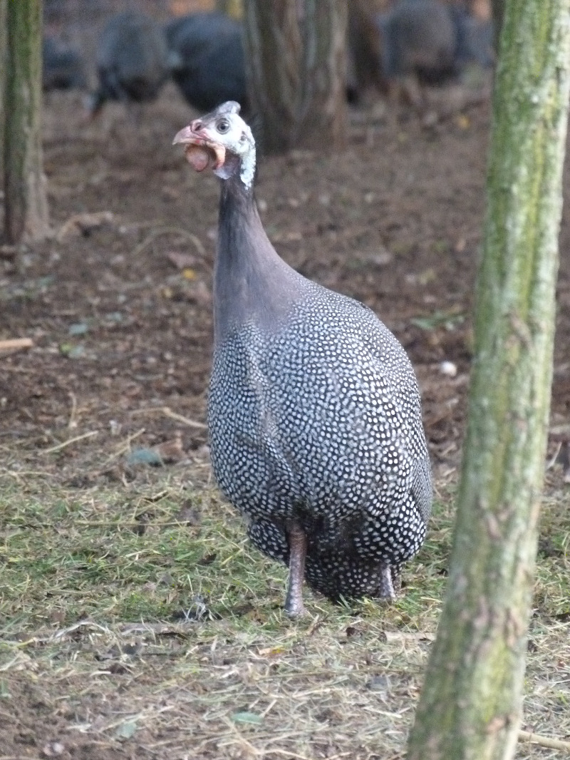 KardiFarm