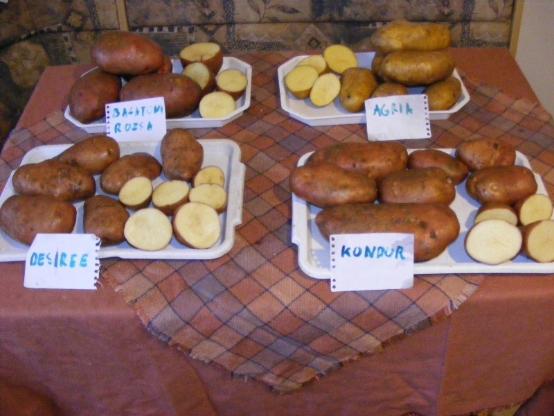 Burgonya