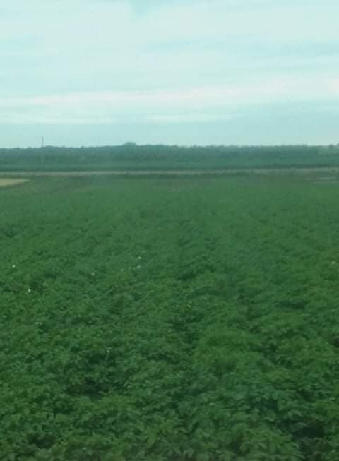 Carlina farm
