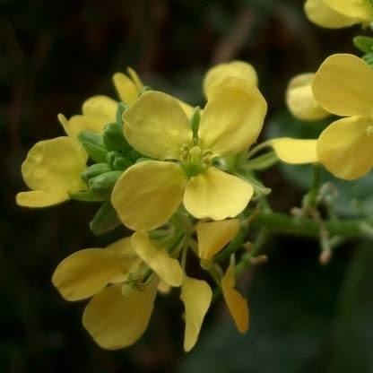 Marmaladys