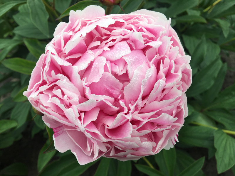 Sarah Bernhardt (Paeonia Lactiflora)