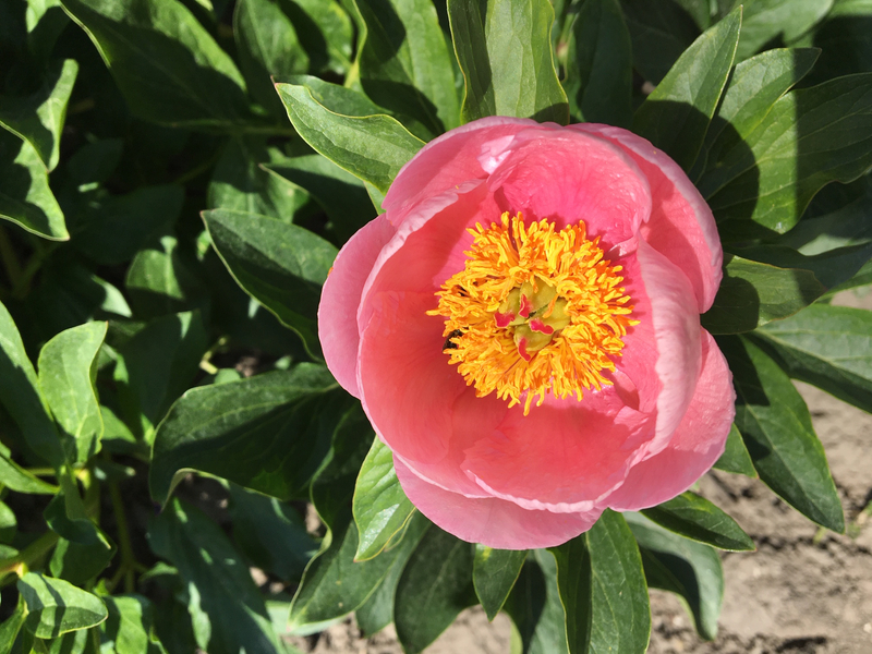 Soft Salmon Saucer (Paeonia hybrid)