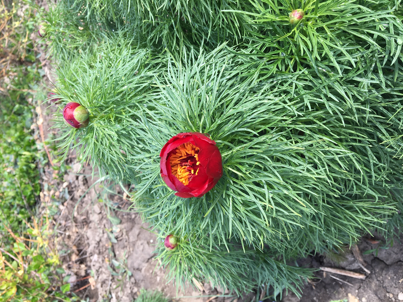 Tenuifolia (Paeonia tenuifolia)