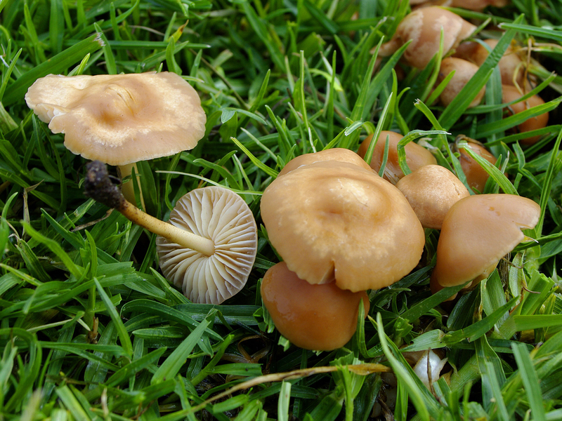 Szárított mezei szegfűgomba 50 gr