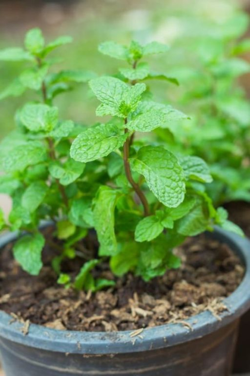 Menta cserepes