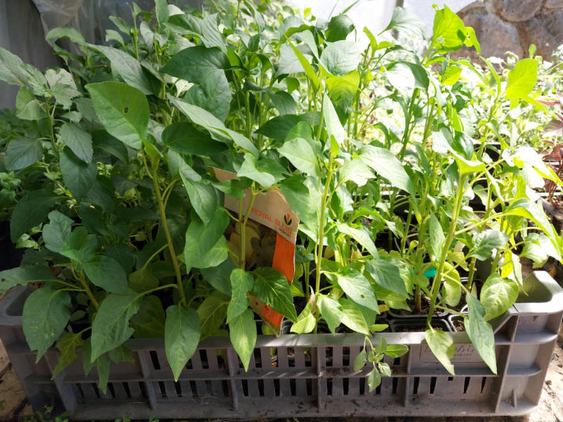 Alma paprika