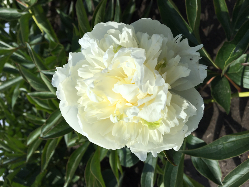 Duchesse de Nemours (Paeonia lactiflora)