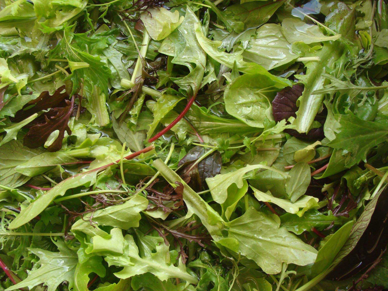 Saláta Mix/ Mesclun