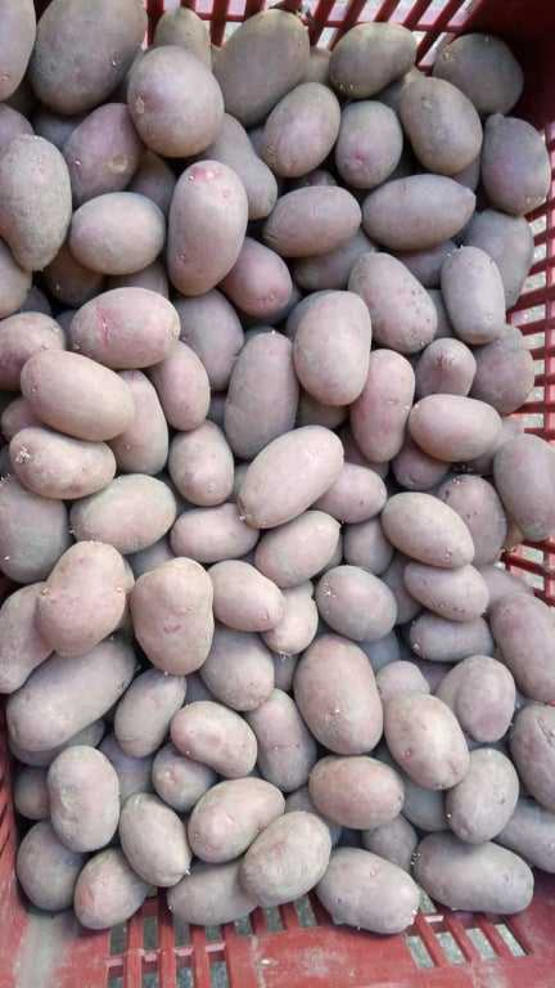 Burgonya