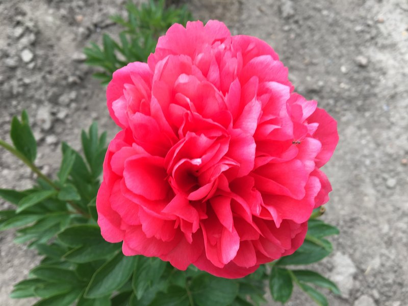 Lorelei (Paeonia hybrid)