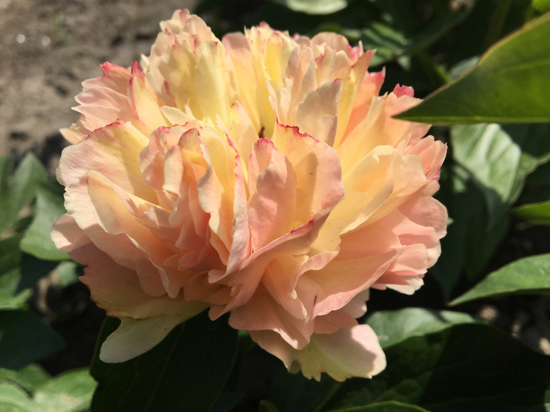 Lois’ Choice (Paeonia hybrid)