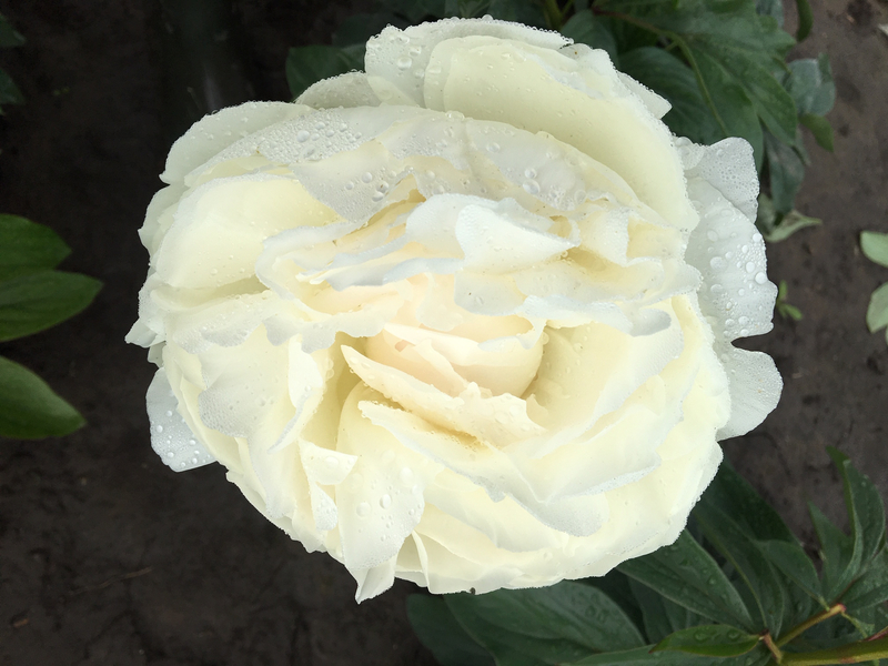 Elsa Sass (Paeonia Lactiflora)