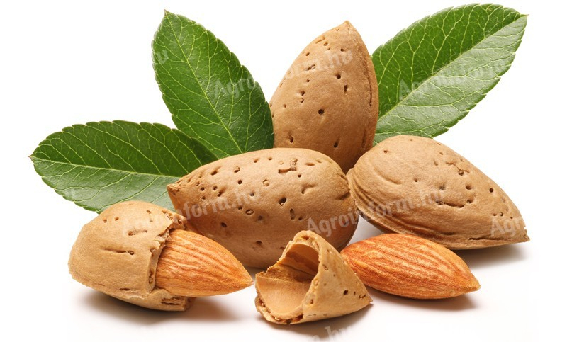 Mandula