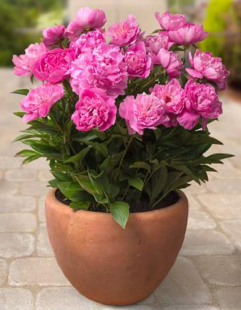 Patio Rome (Paeonia lactiflora)