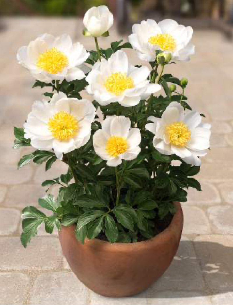 Patio Dublin (Paeonia lactiflora)