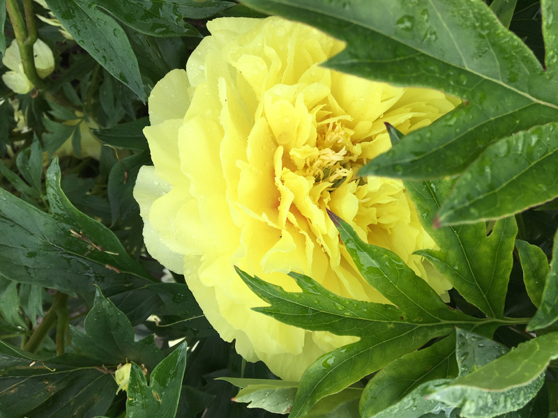 Bartzella (Paeonia Itoh)