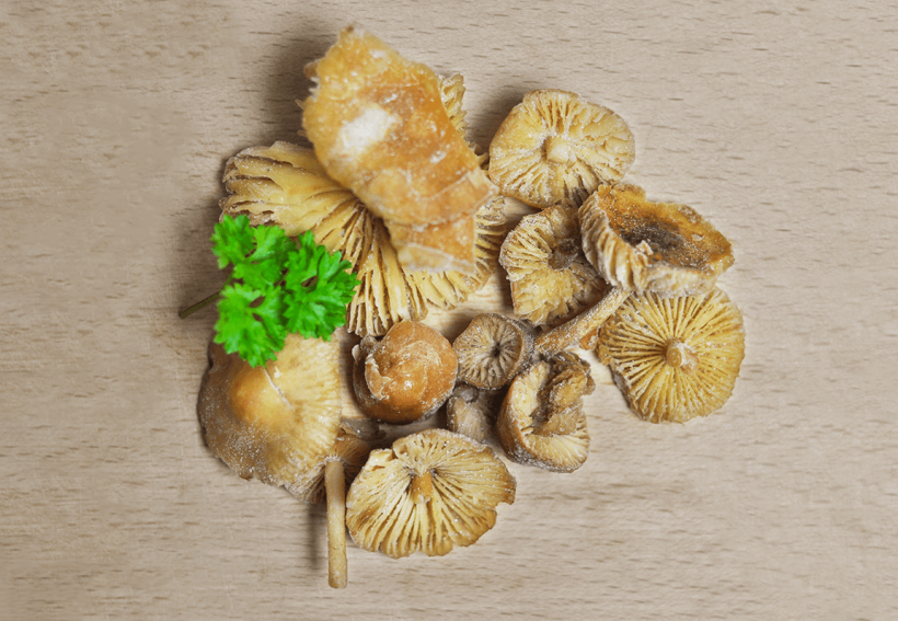 Szegfűgomba