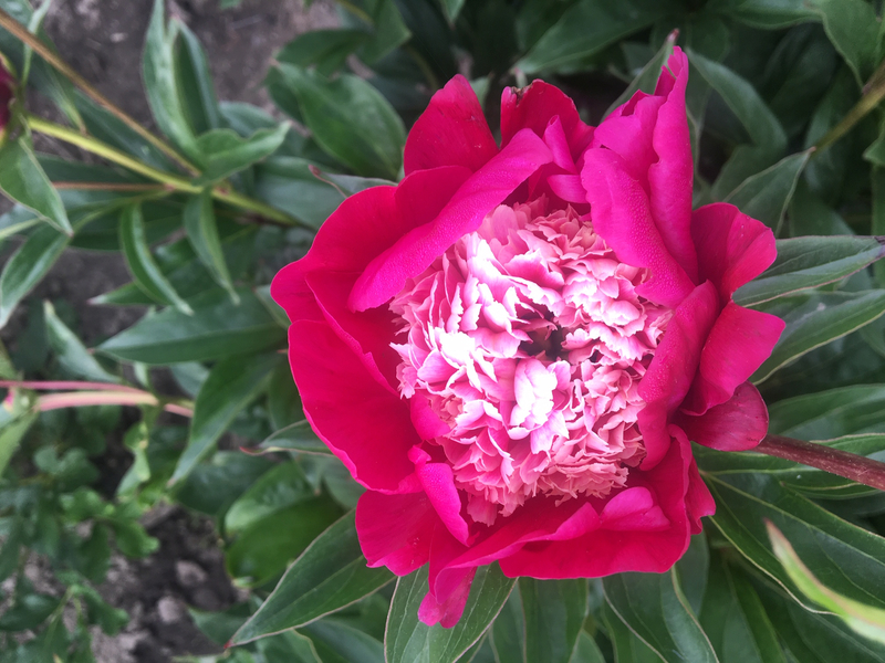 White Cap (Paeonia lactiflora)