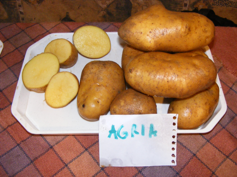 Burgonya