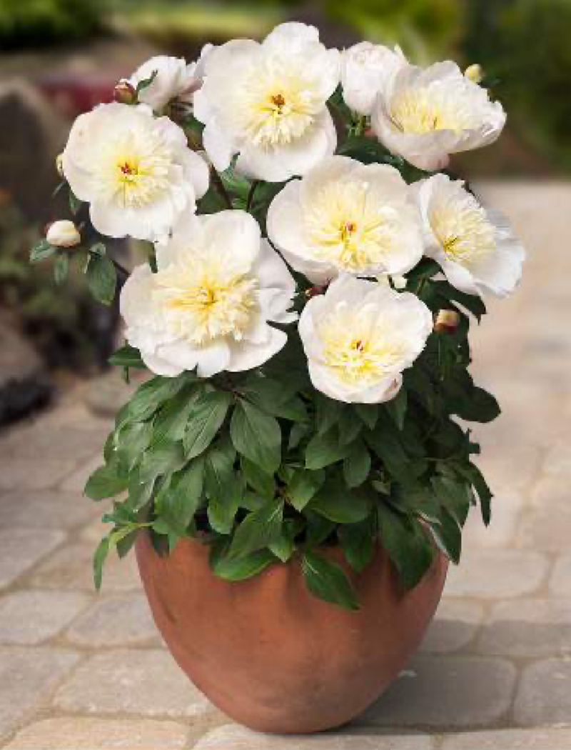 Patio Madrid (Paeonia lactiflora)