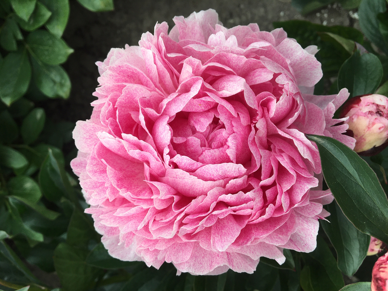 Pietertje Vriend Wagenaar (Paeonia lactiflora)
