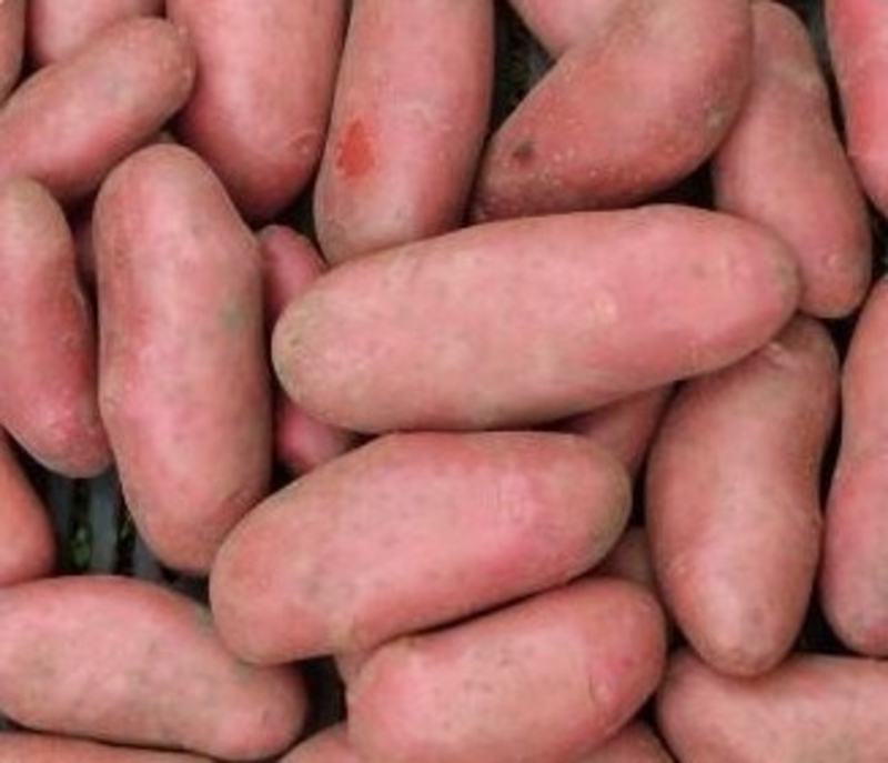 Kifliburgonya (2 kg-os kiszerelésben)