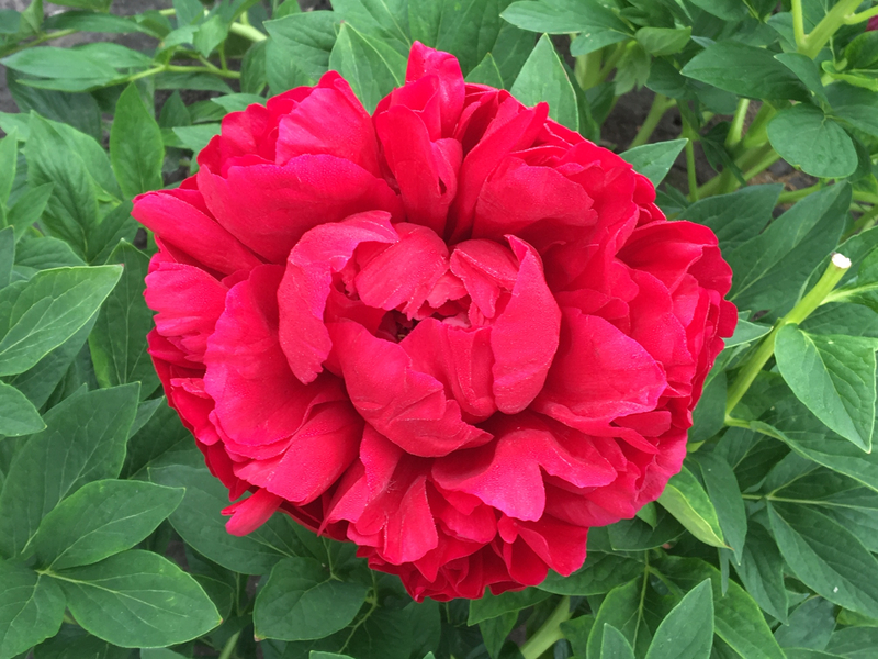 Henry Bockstoce (Paeonia Hybrid)