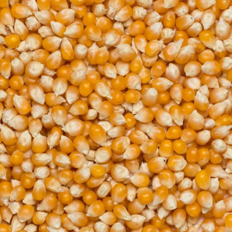 Popcorn kukorica