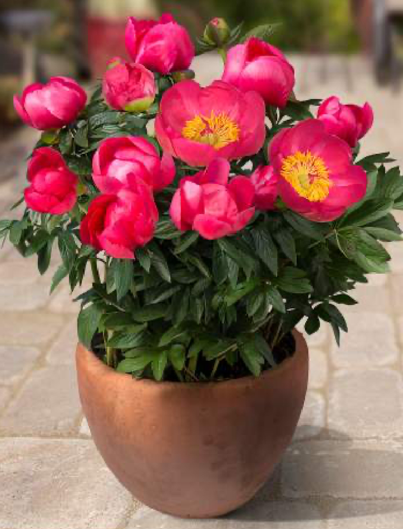 Patio Oslo (Paeonia lactiflora)
