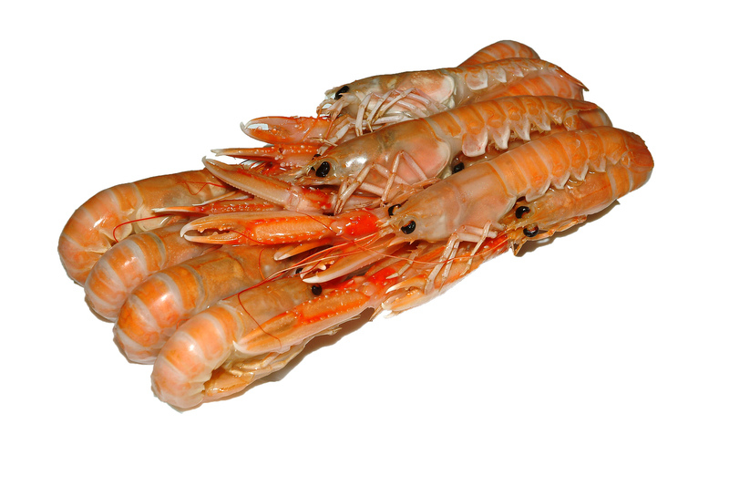 Scampi 8/12