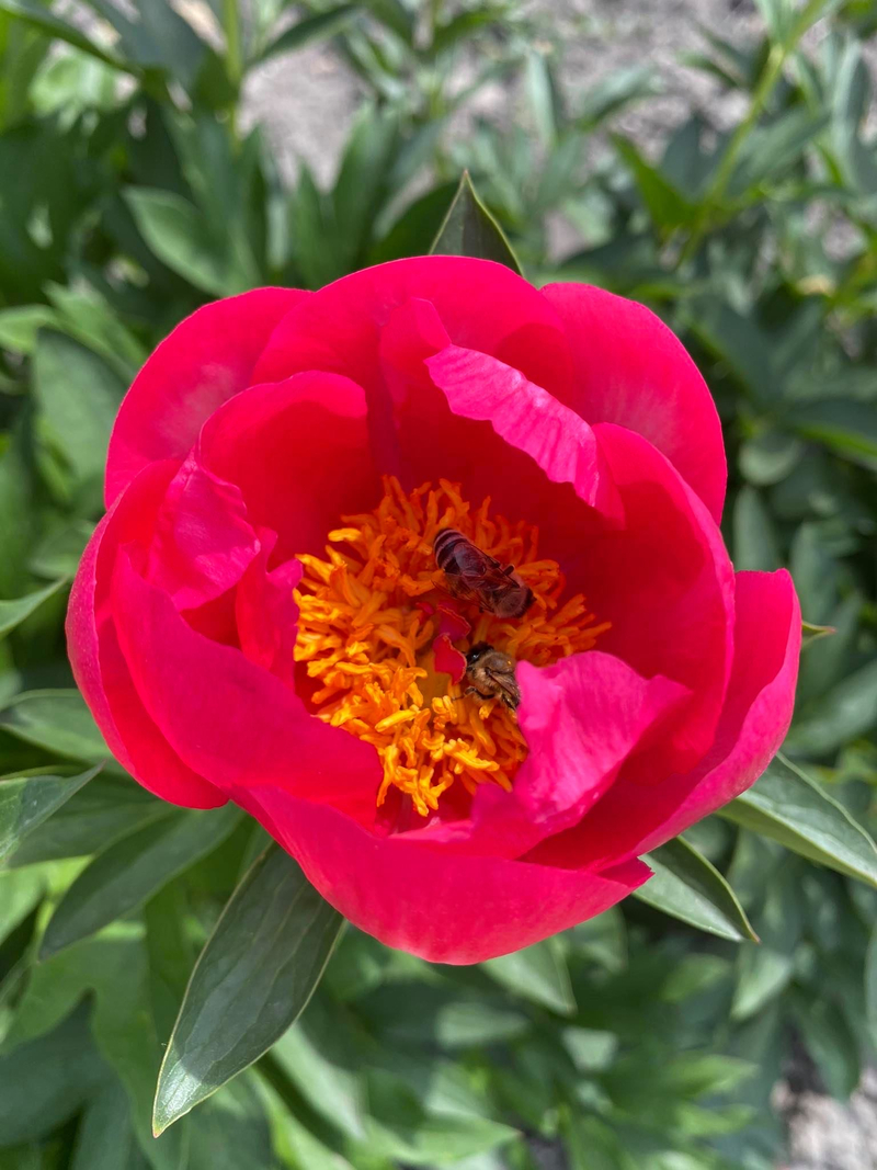 Flame (Paeonia hybrid)
