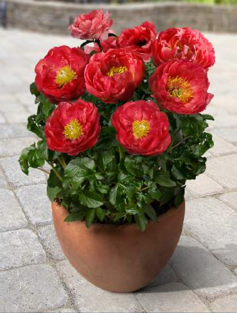 Patio Moscow (Paeonia lactiflora)