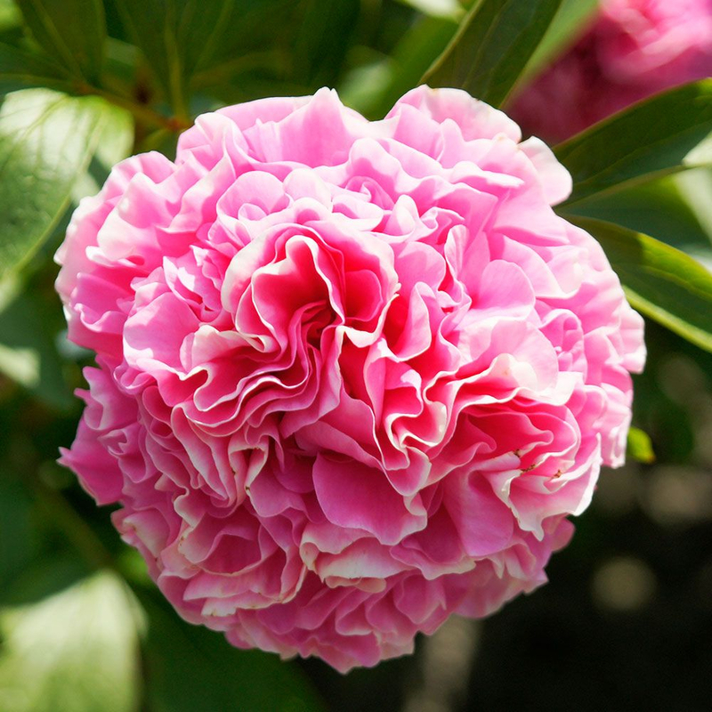 Carnation Bouquet (Paeonia hybrid)