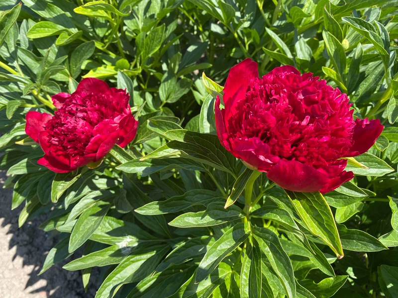 Red Charm (Paeonia hybrid)