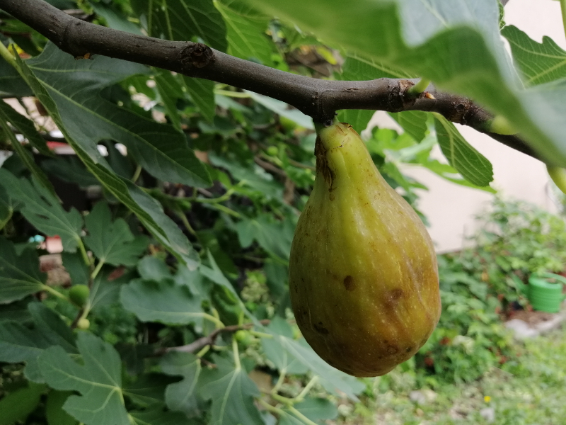 Vegyszermentes füge