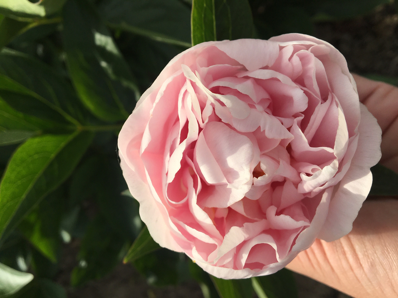 Pink Vanguard (Paeonia hybrid)