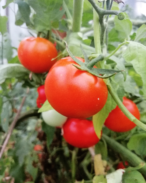 Vegyszermentes paradicsom