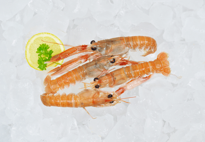 Scampi 17/20