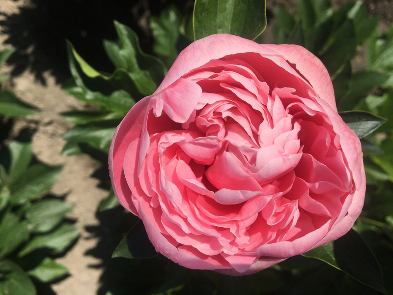 Etched Salmon (Paeonia hybrid)