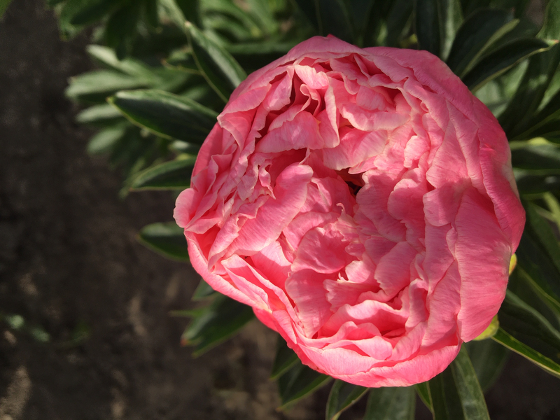 Coral Sunset (Paeonia Hybrid)