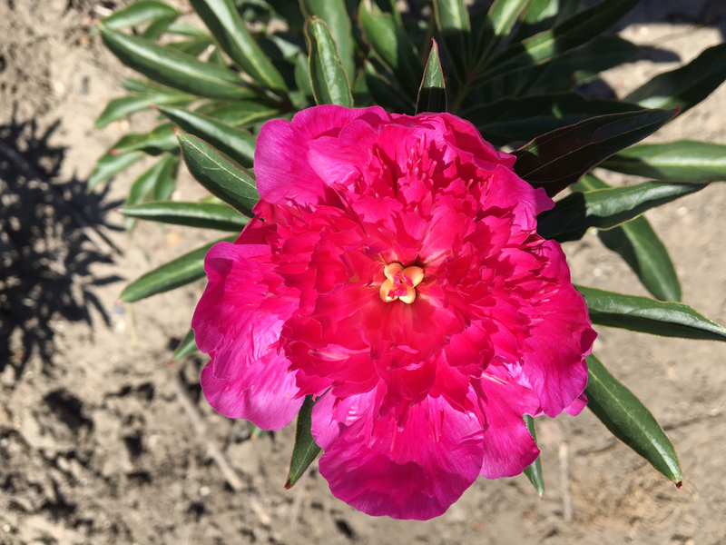 Easy Lavender (Paeonia Lactiflora)