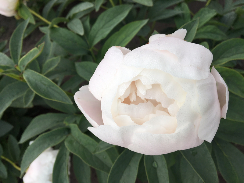 Luxor (Paeonia lactiflora)