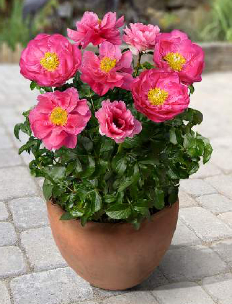 Patio Athens(Paeonia lactiflora)