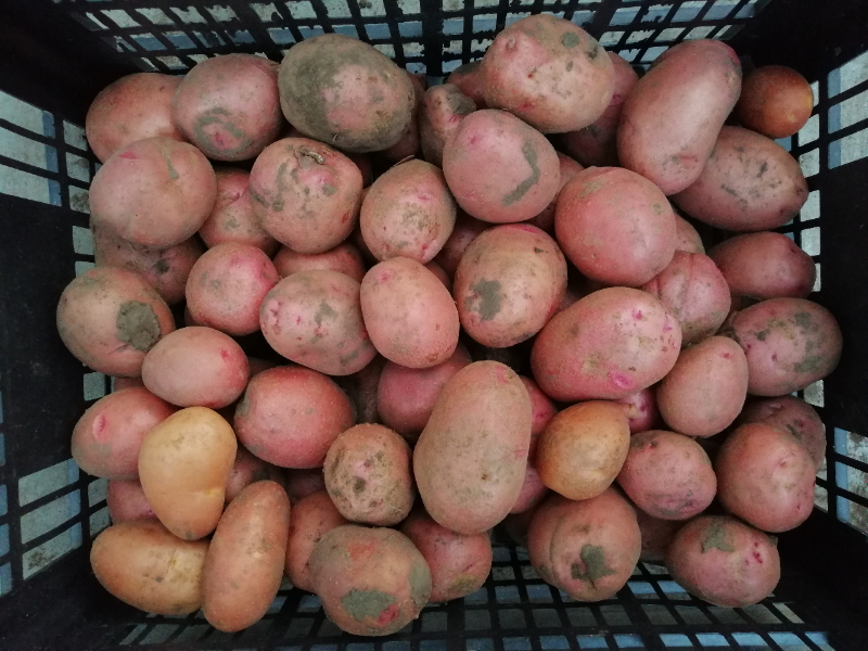 Vegyszermentes újburgonya