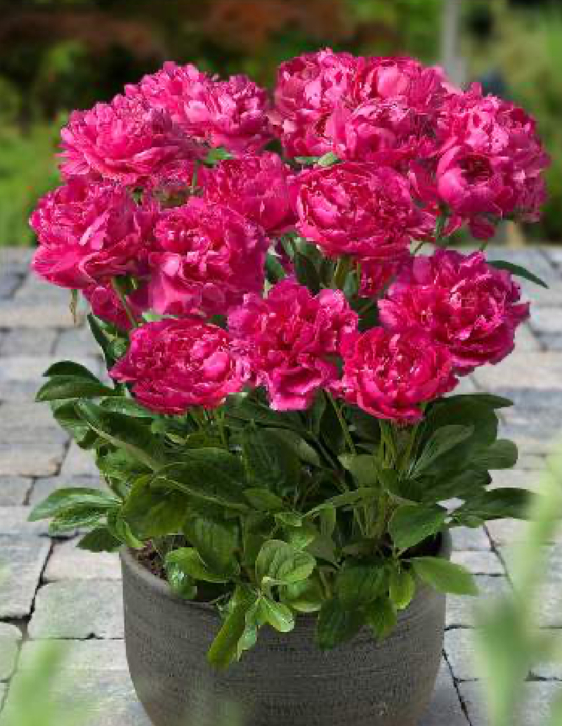 Patio London (Paeonia lactiflora)