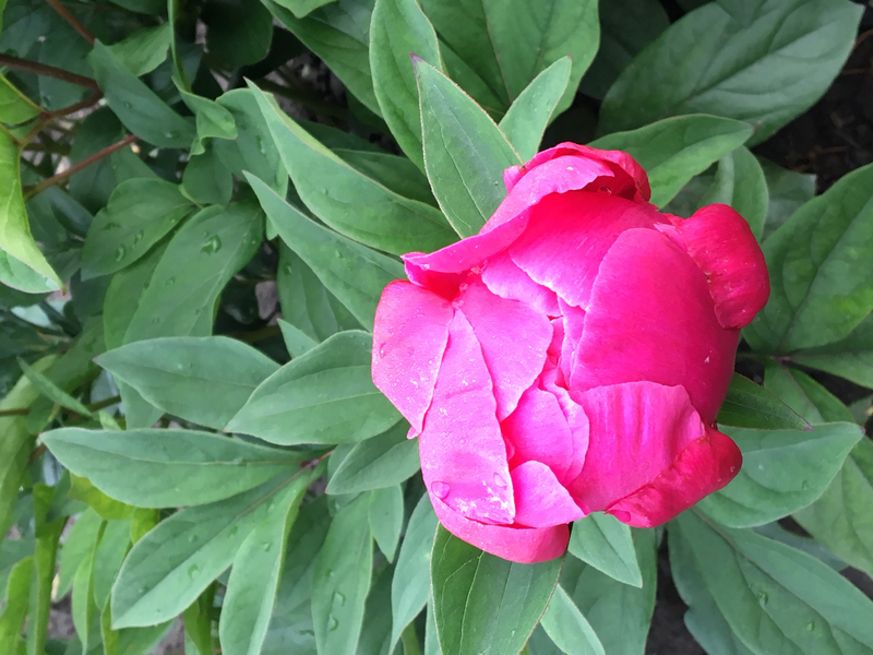 Karl Rosenfield (Paeonia Lactiflora)