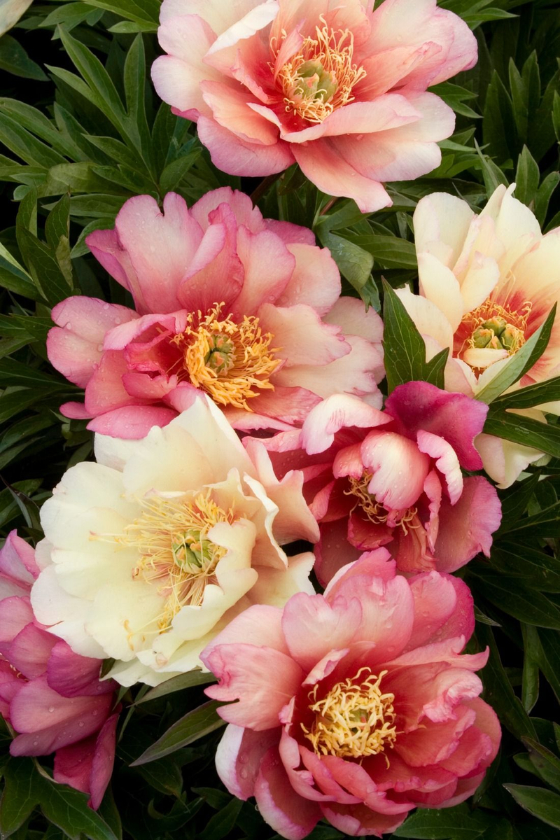 Julia Rose (Paeonia Itoh)